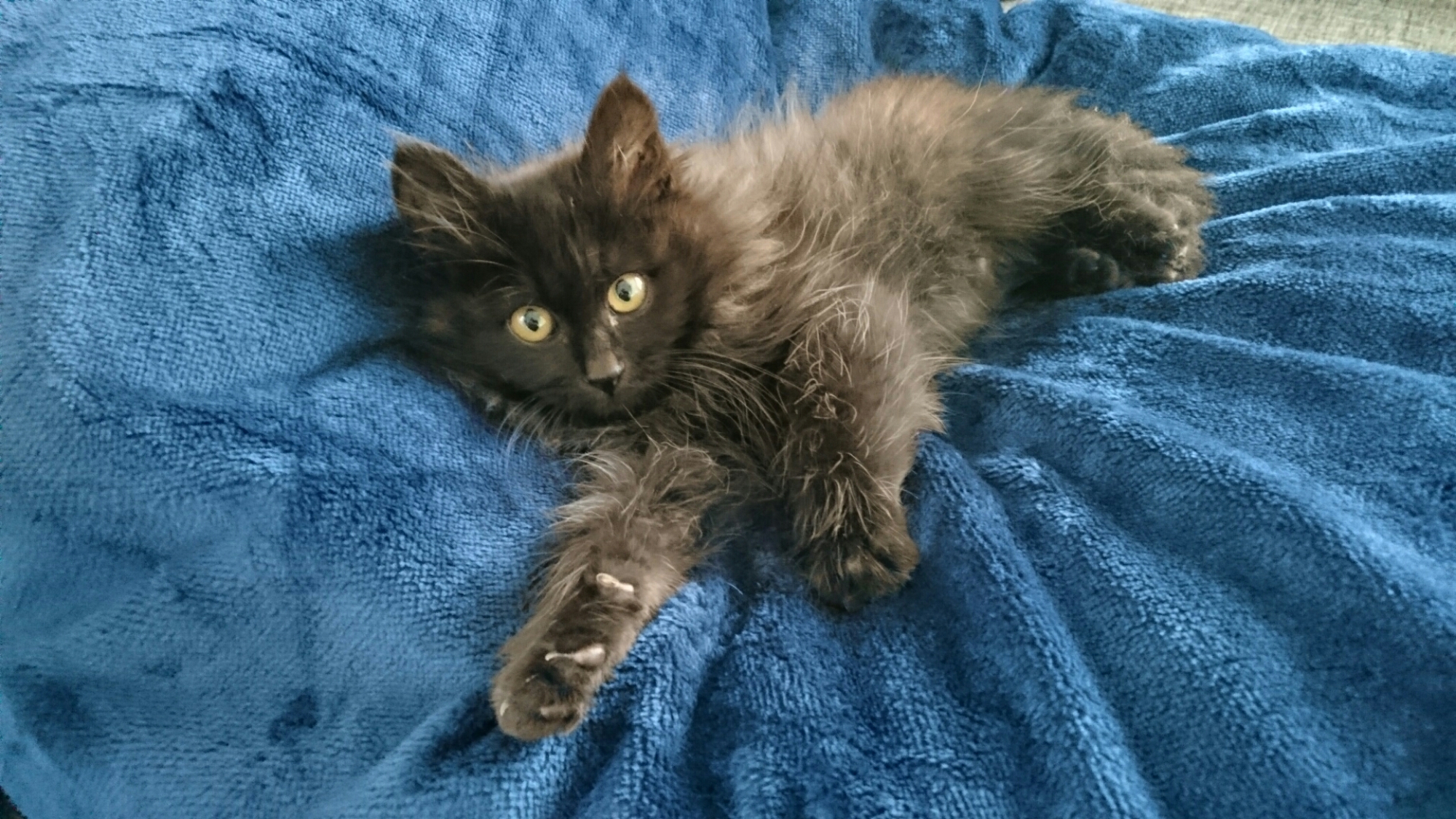 毛布の上でくつろぐ黒猫
