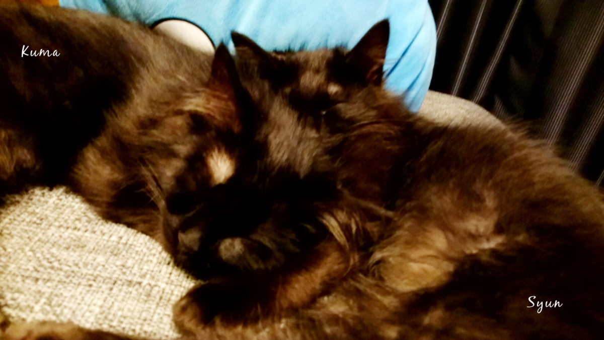 黒猫がくっついて寝ている