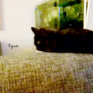 ソファーの上で寝る黒猫と水槽
