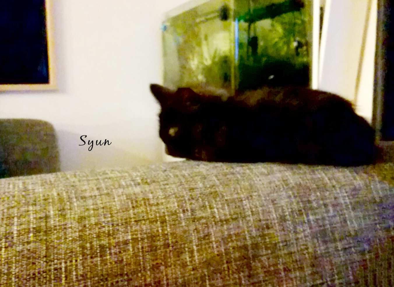 ソファーの上で寝る黒猫と水槽