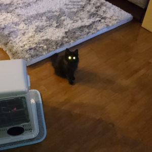 黒猫の目が光るアイキャッチ画像